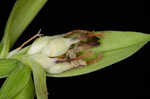 Waterfall's sedge